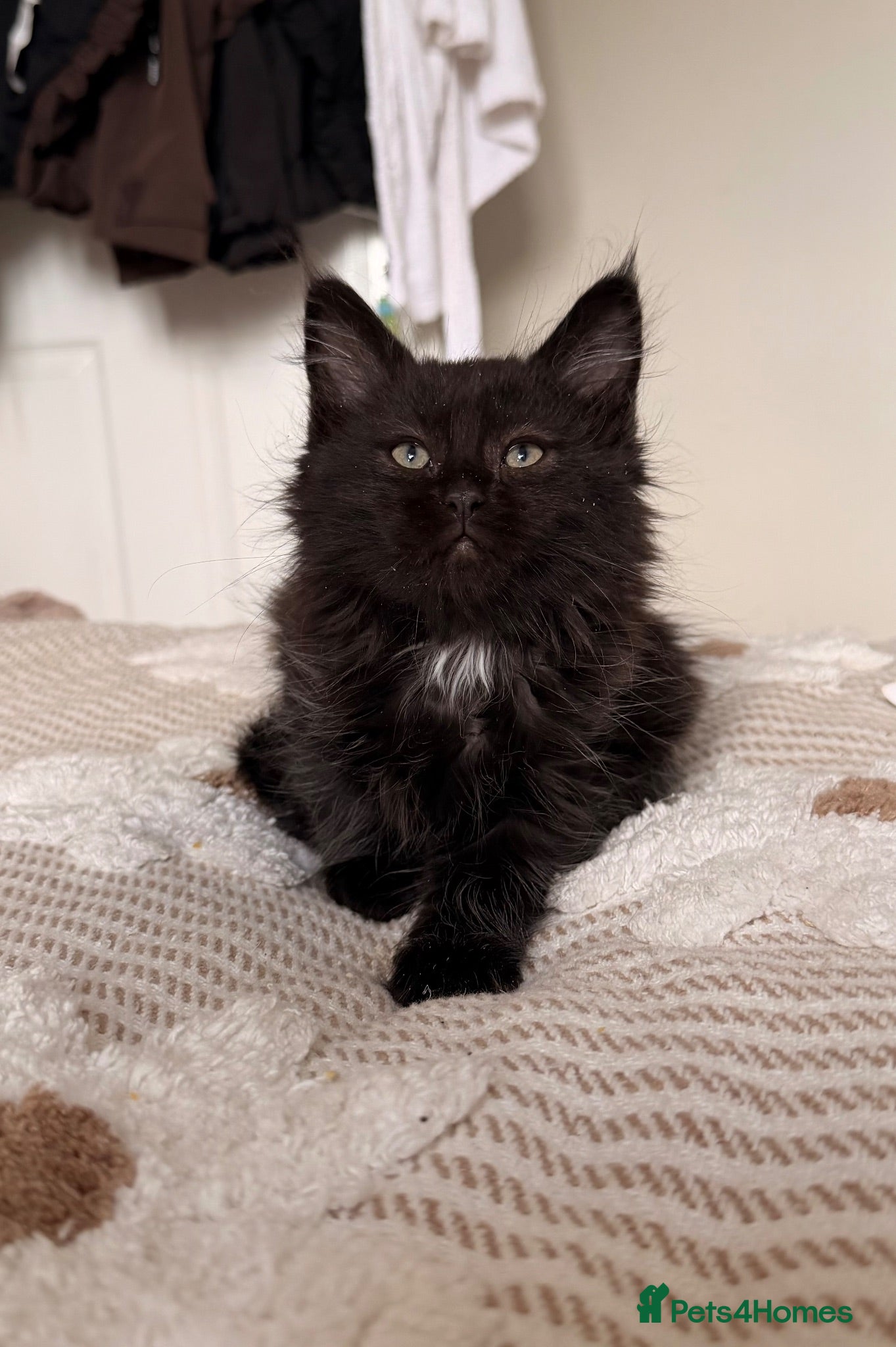 Maine Coon cats MAINE COON KITTENS. Some polydactyl.  - Advert 2
