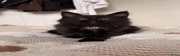 Maine Coon cats for sale: MAINE COON KITTENS. Some polydactyl.  - Advert 14