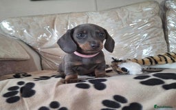 Miniature Dachshund dogs for sale: Miniature dachshund puppies - Image 8