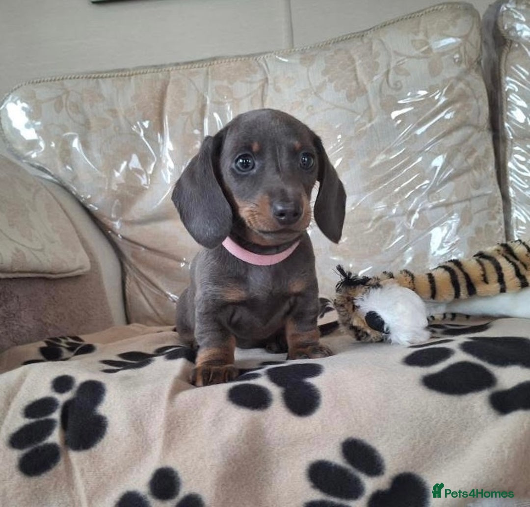Miniature Dachshund dogs for sale: Miniature dachshund puppies - Image 8