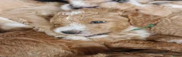 Goldendoodle dogs for sale: Exceptional Health tested Goldendoodle puppies - Advert 8
