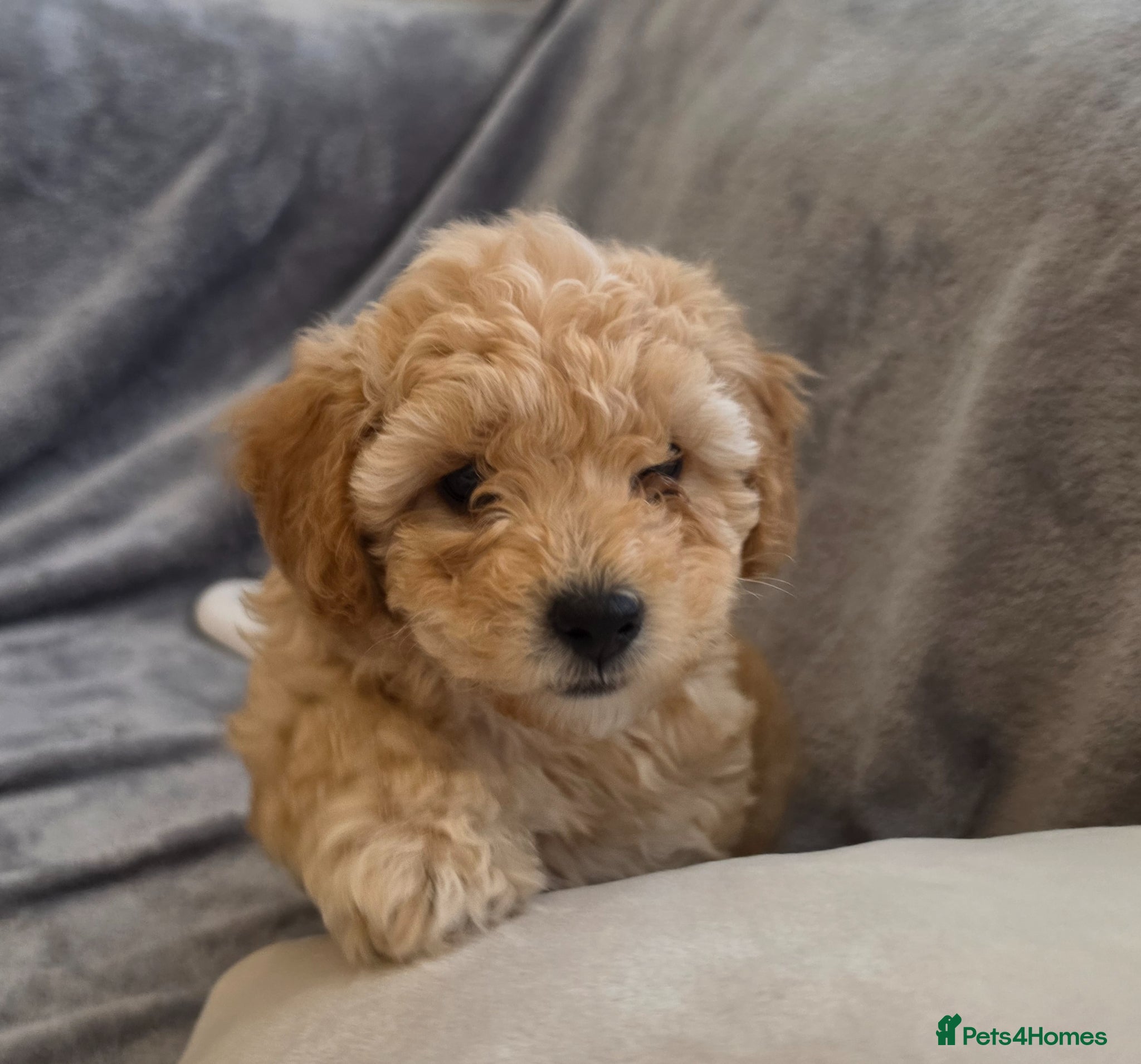 Maltipoo dogs 🐶1 beautiful maltipoo pup left for sale🐶  - Advert 3