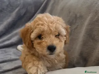 Maltipoo dogs 🐶1 beautiful maltipoo pup left for sale🐶 - Advert 6