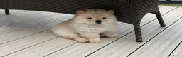 Chow Chow dogs for sale: Beautiful KC Registered Chow Chow Puppies  - Advert 3