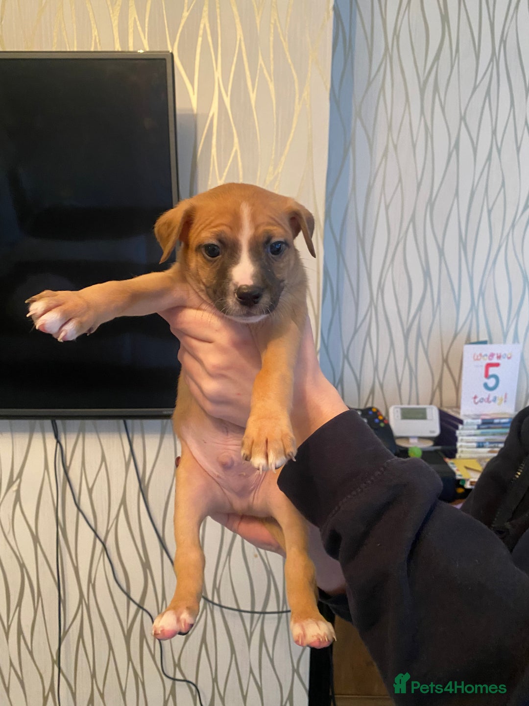 Mixed Breed dogs for sale: Pomstaff puppies - Advert 8