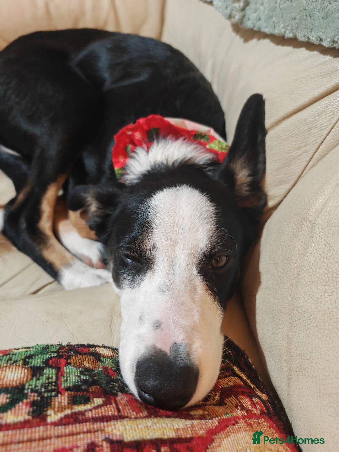 Border Collie dogs for sale: Border Collie Tri Colour - Advert 7