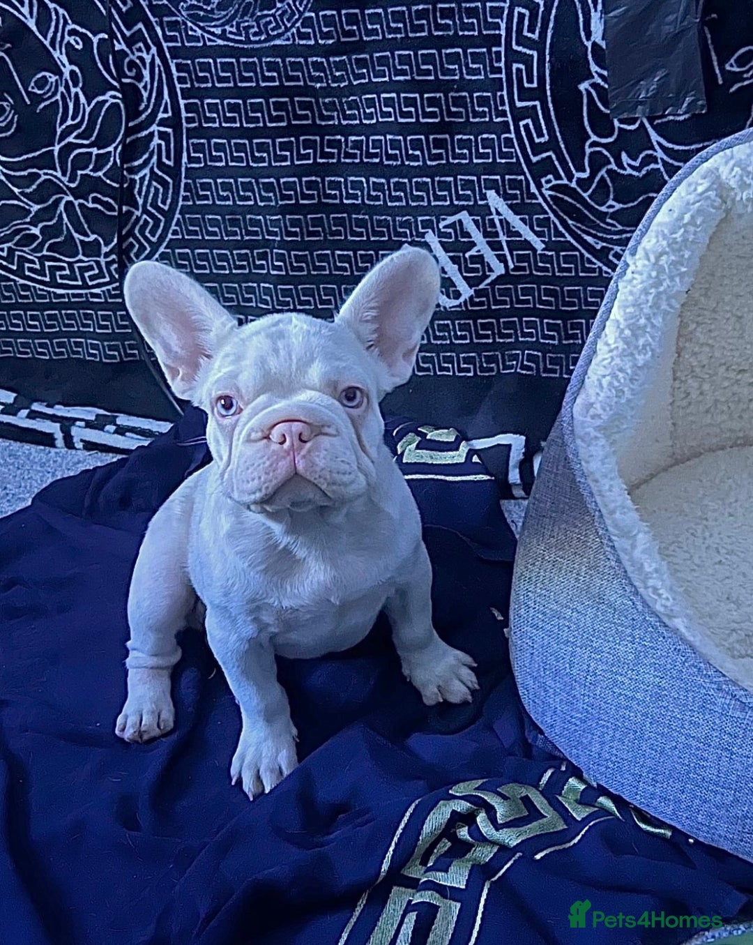 French Bulldog dogs for sale: Caramel Pink Husky Koi Male Puppy - Advert 9