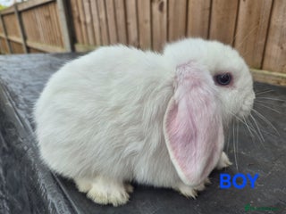 Mini Lop rabbits - Advert 7