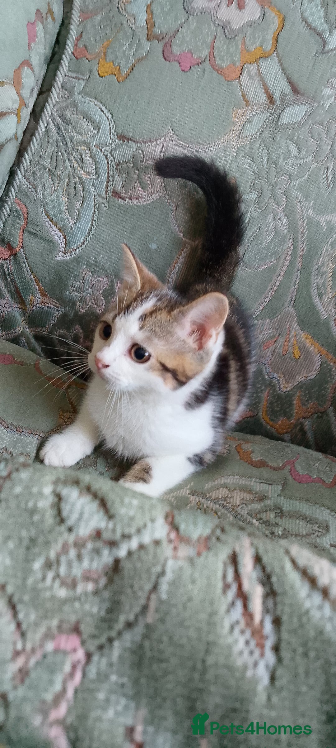 Scottish Fold cats for sale: Kitten. Scottish straight  - Image 1