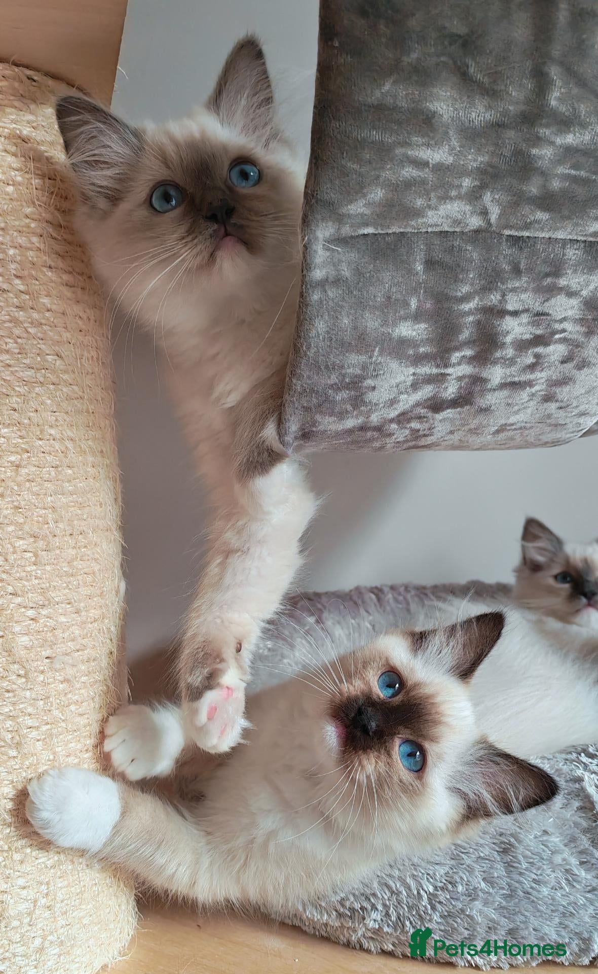 Ragdoll cats Raised with Love, looking for forever homes 🏠❤️ - Advert 5