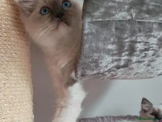 Ragdoll cats Raised with Love, looking for forever homes 🏠❤️ - Advert 5