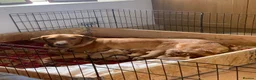 Labrador Retriever dogs for sale: KC registered Health Tested Red Labrador Female in Leek - Advert 2