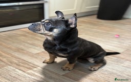 Frug dogs for sale: REHOMING frenchie x pug 1yo  - Image 1