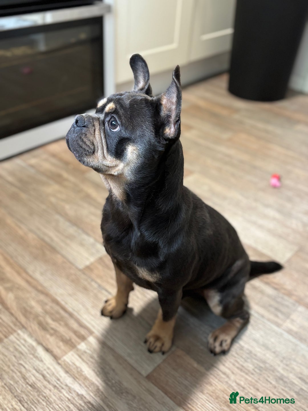 Frug dogs for sale: REHOMING frenchie x pug 1yo  - Image 1