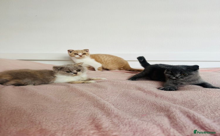 British Shorthair cats - Advert 2