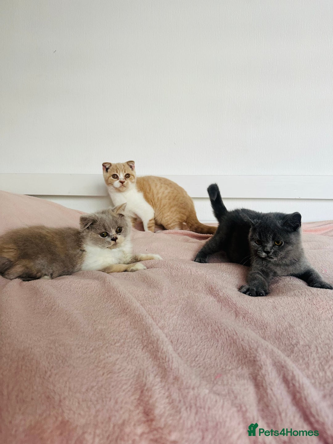 British Shorthair cats for sale: ChampionLine Kittens ready now  - Image 1