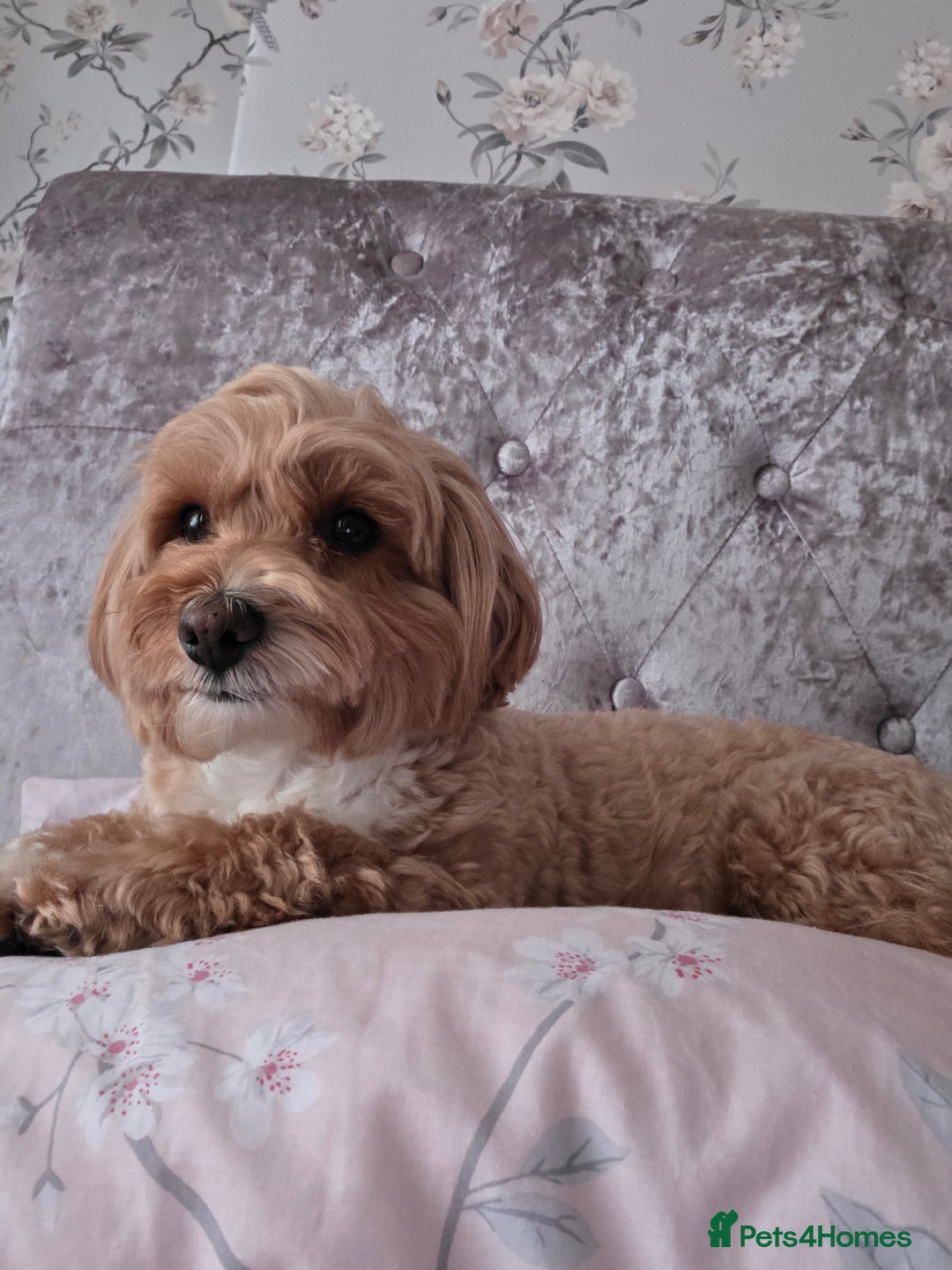 Maltipoo dogs for sale: 🐾 Beautiful Maltipoo Puppies  - Advert 4