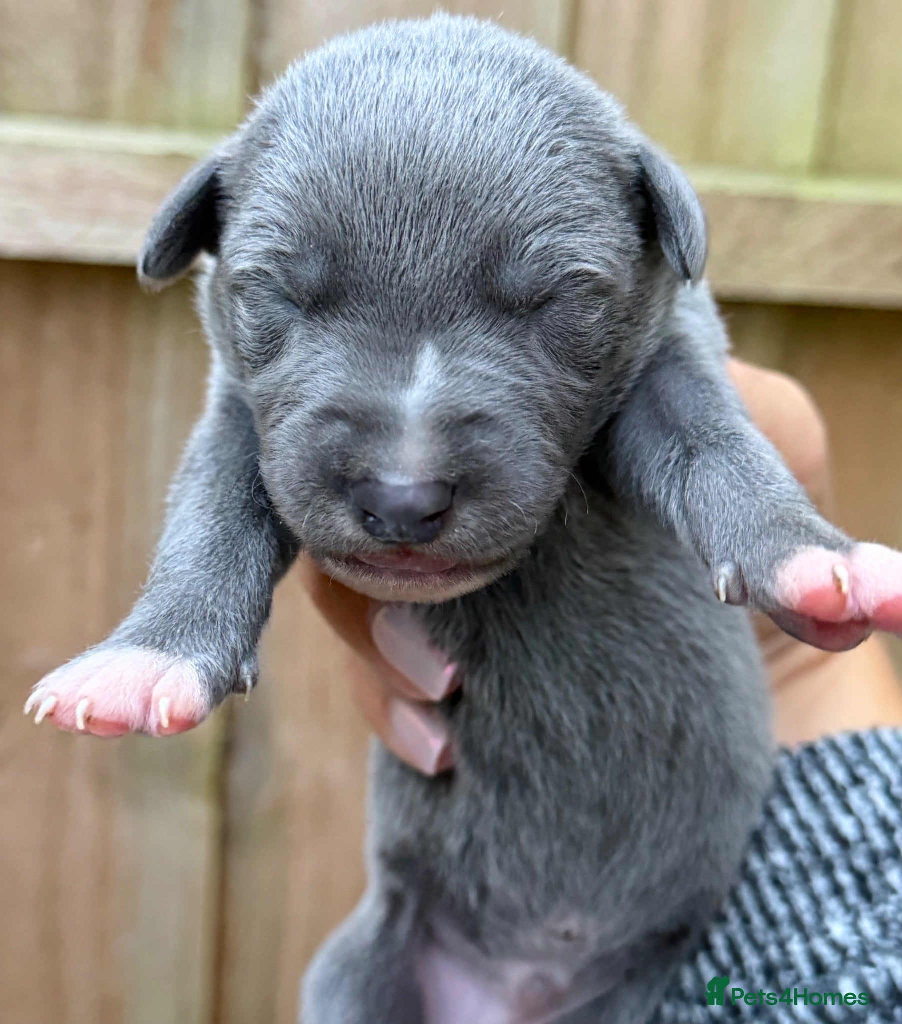 Whippet dogs Whippet puppies  - Advert 2