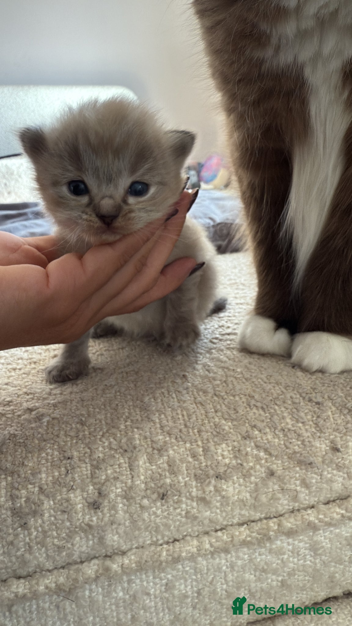 Ragdoll cats Stunning ragdolls including mink & lynx  - Advert 12