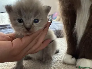 Ragdoll cats Stunning ragdolls including mink & lynx - Advert 12