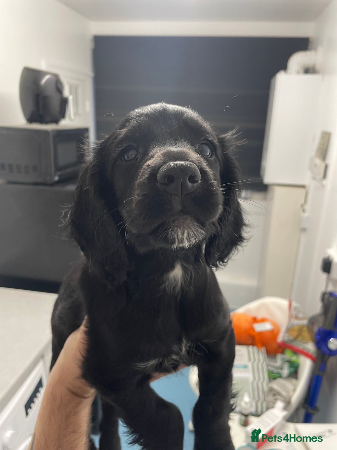 Cocker Spaniel dogs for sale: KC registered cocker spaniel puppies for sale  - Advert 8