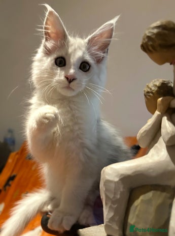 Maine Coon cats - Advert 6