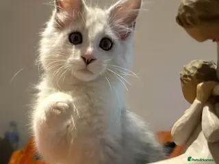 Maine Coon cats Gorgeous Registered Maine Coon Kittens - Advert 1