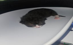 Mixed Breed cats for sale: 2 male black and white and 2 tortoiseshell females - Image 4