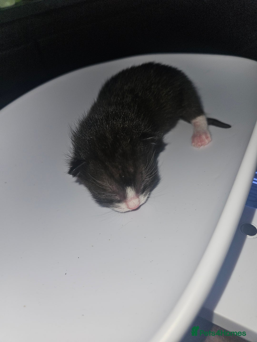 Mixed Breed cats for sale: 2 male black and white and 2 tortoiseshell females - Image 4