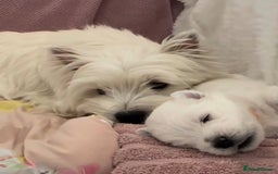 West Highland Terrier dogs for sale: Ready to leave now fully vaccinated 💕 - Image 2