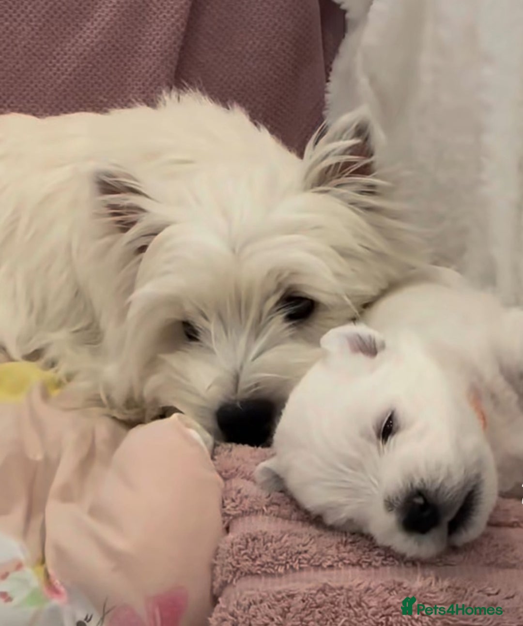 West Highland Terrier dogs for sale: Ready to leave now fully vaccinated 💕 - Image 2
