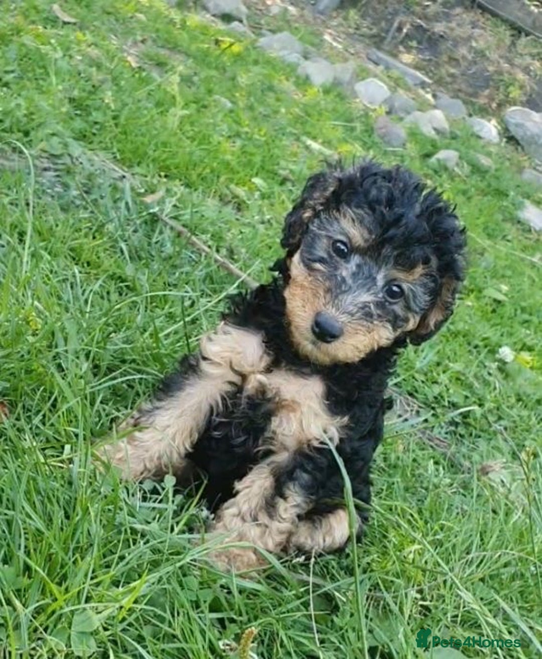 Mixed Breed dogs for sale: ABSOLUTELY STUNNING FOXYPOO PUPPIES - Image 14