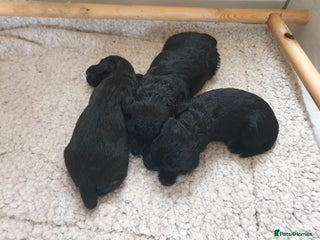 Bedlington Terrier dogs BEDLINGTON TERRIER PUPS - Advert 3