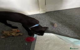 Mixed Breed dogs for sale: Puppy for sale - Image 4