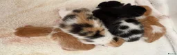 Mixed Breed cats for sale: Part ragdoll kittens  in Tamworth - Advert 4
