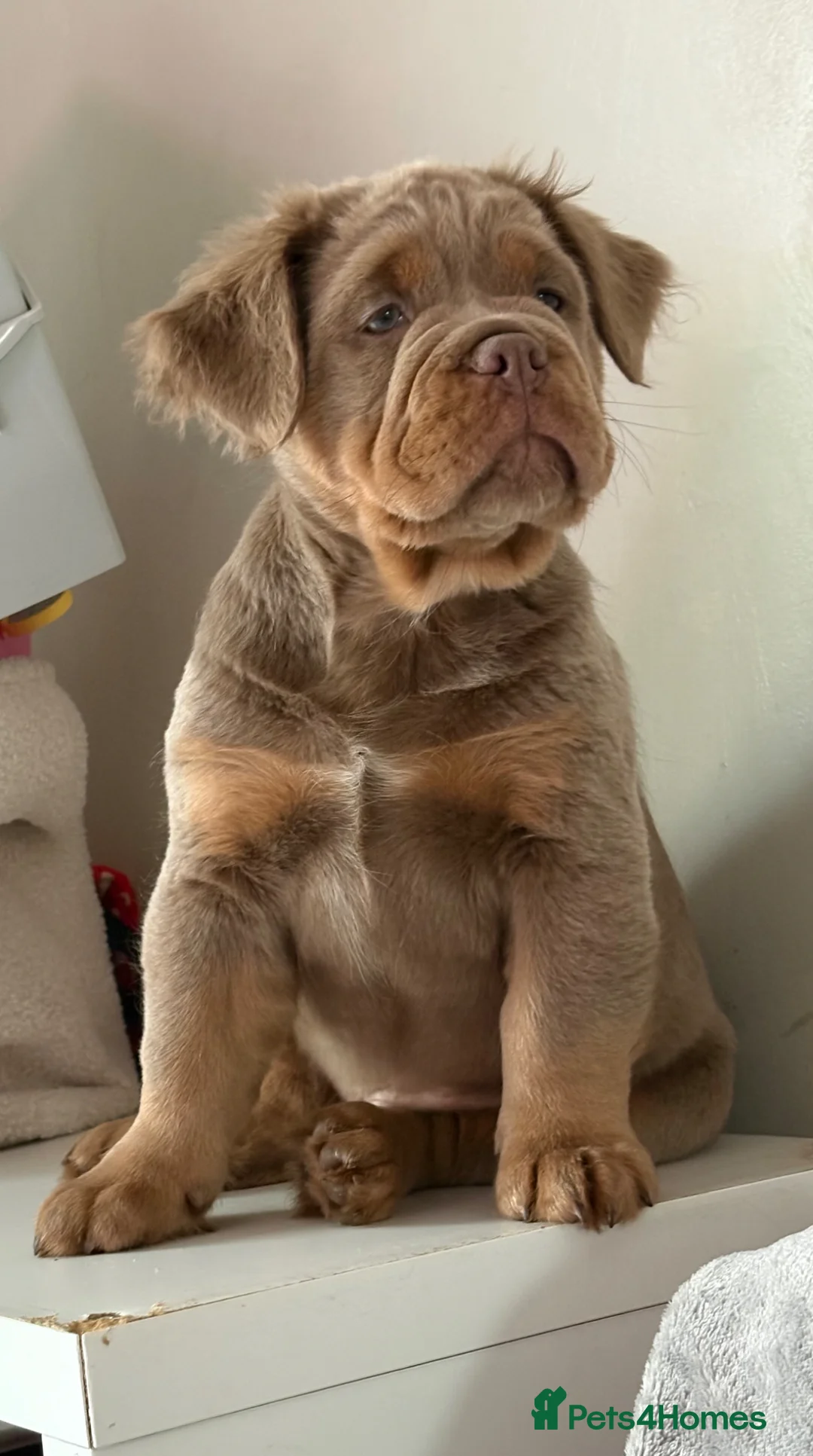 Olde English Bulldogge dogs for sale: Rare fluffy olde English bulldogge  - Advert 10