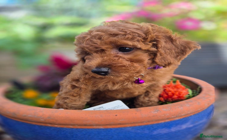 Cavapoo dogs - Advert 1