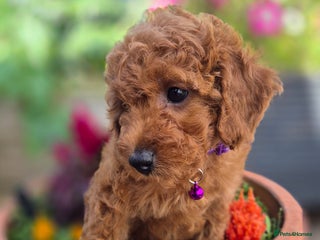 Cavapoo dogs - Advert 1