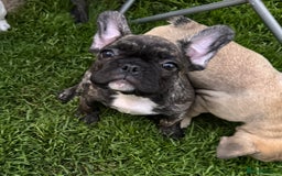 French Bulldog dogs for sale: 🏆KC registered, Standard French Bulldog Puppies🏆 - Image 16