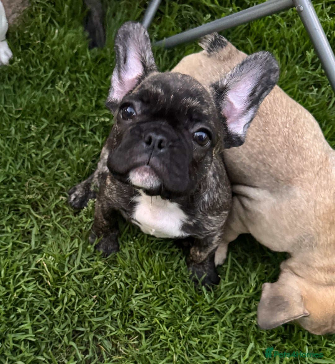 French Bulldog dogs for sale: 🏆KC registered, Standard French Bulldog Puppies🏆 - Image 16