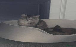 Maine Coon cats for sale: 2 mainecoon cats  - Advert 10
