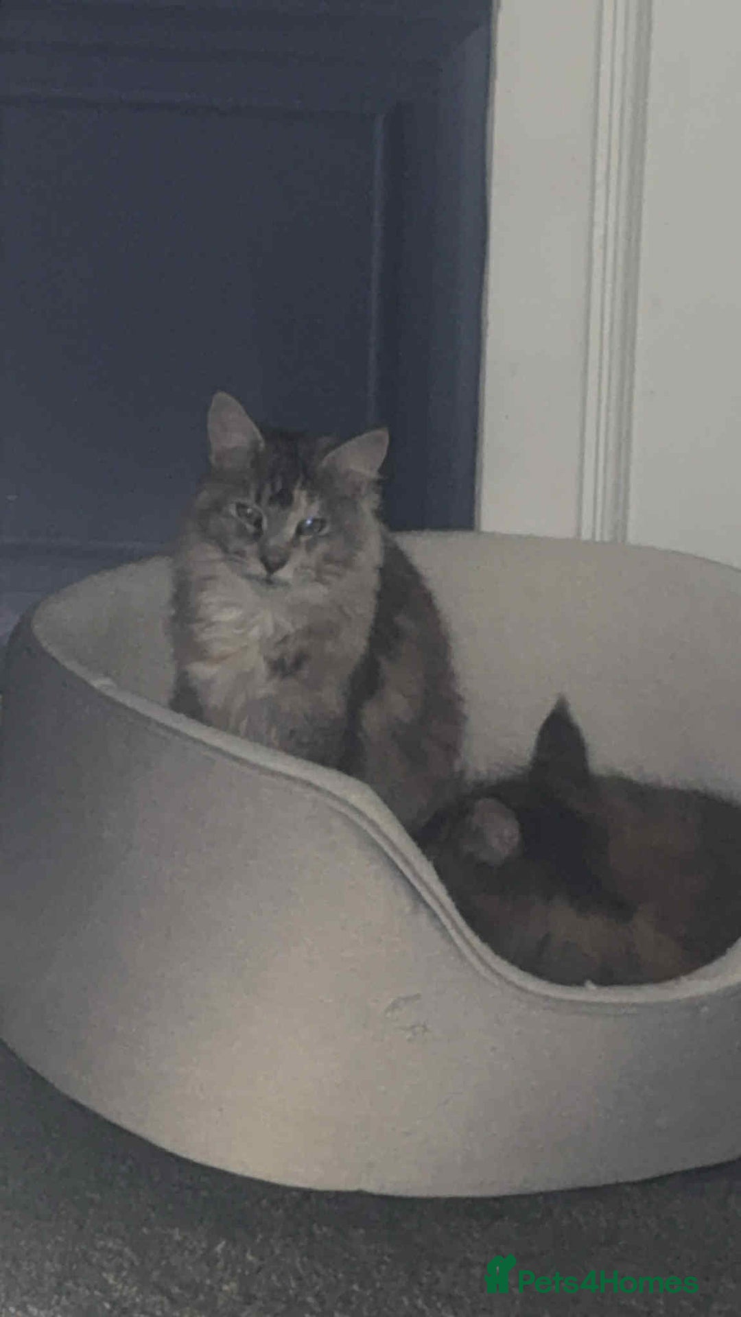 Maine Coon cats for sale: 2 mainecoon cats  - Advert 10