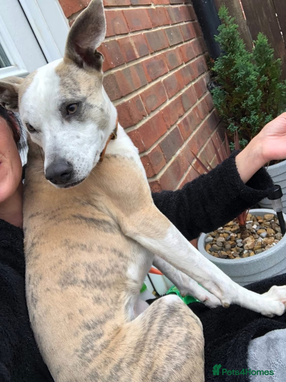 Mixed Breed dogs Whippet Cross Looking For Forever Home - Advert 4