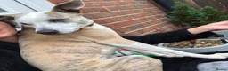 Mixed Breed dogs for sale: Whippet Cross Looking For Forever Home - Advert 1
