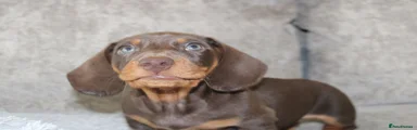 Miniature Dachshund 5