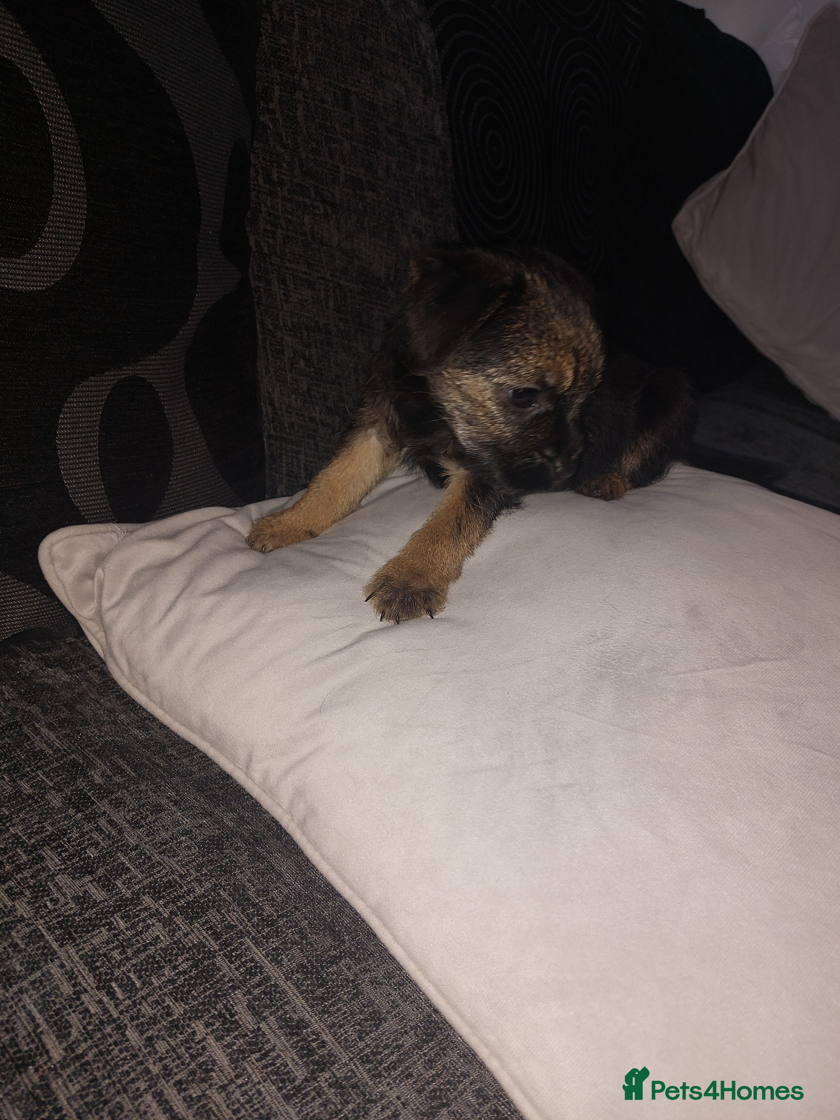 Border Terrier dogs Last little girl looking for her forever homes - Advert 2