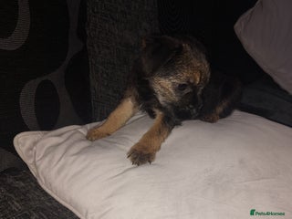 Border Terrier dogs Last little girl looking for her forever homes - Advert 3