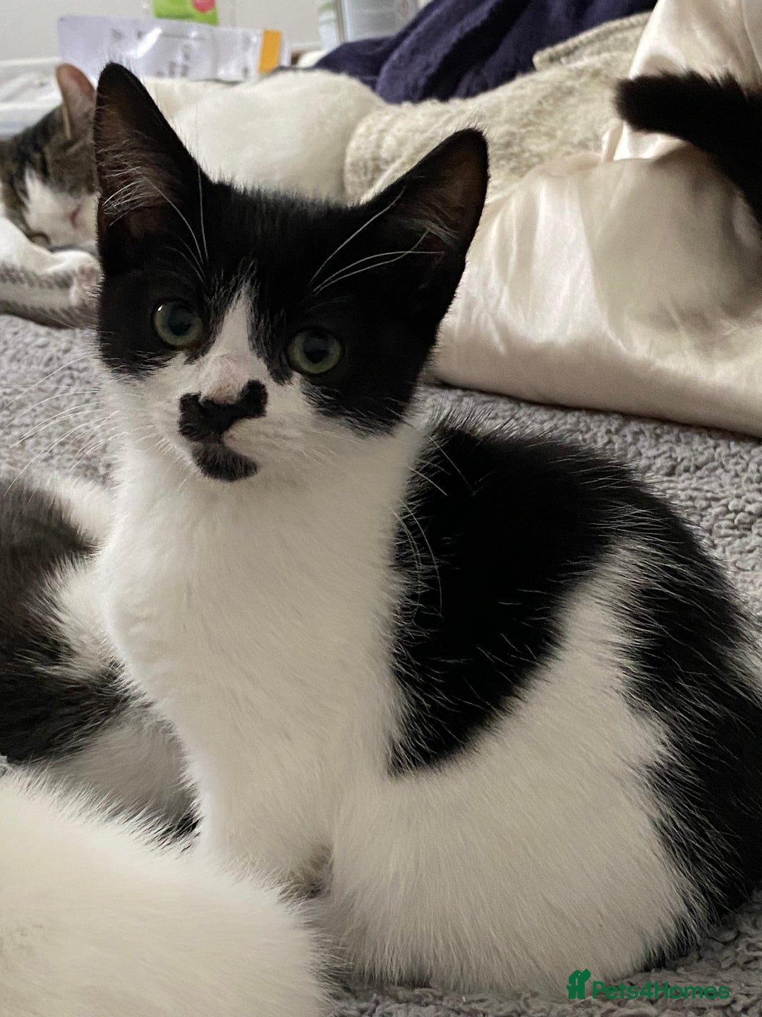 Mixed Breed cats for sale: 4 kittens  - Image 3