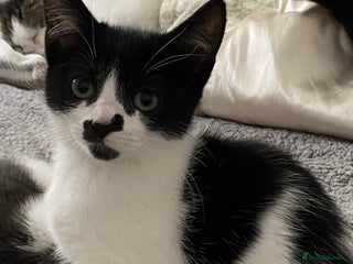 Mixed Breed cats - Advert 26