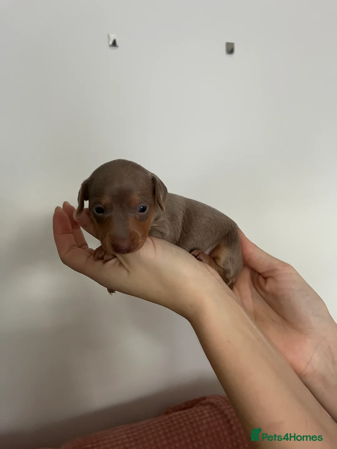 Miniature Dachshund dogs for sale: Miniature dachshund (short haired) - Advert 19